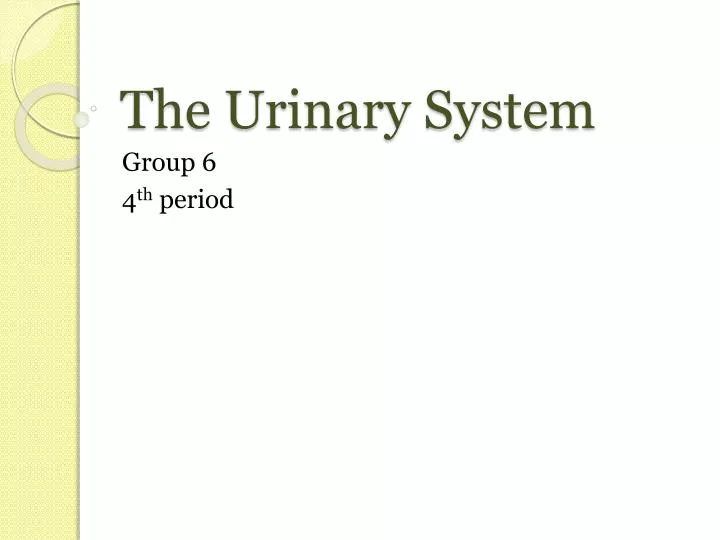 the urinary system