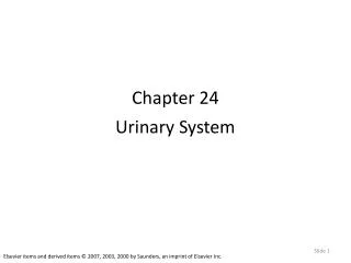 chapter 24 urinary system