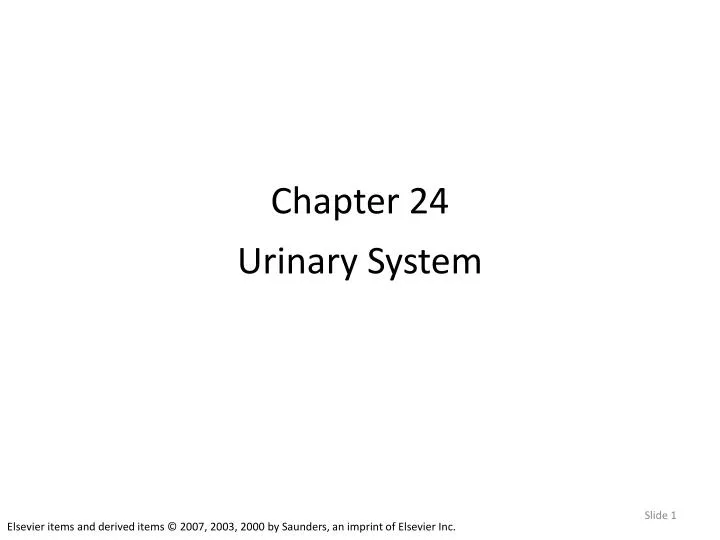 chapter 24 urinary system