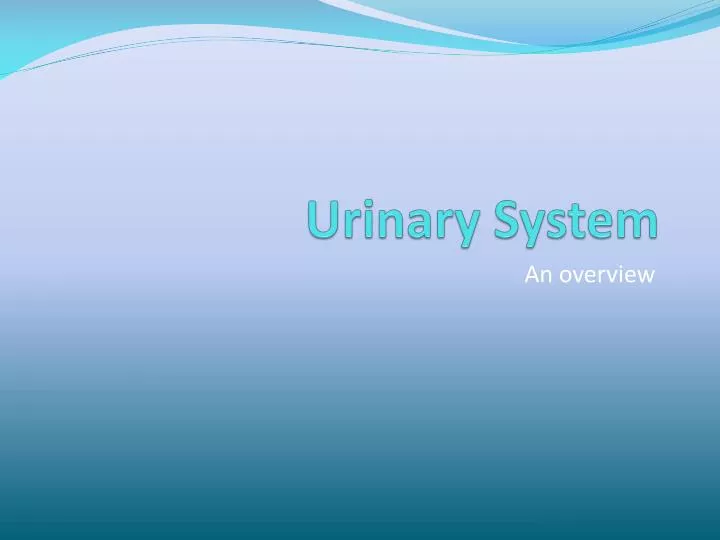 urinary system