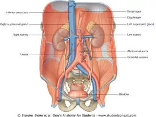 General Organization Of The Kidneys