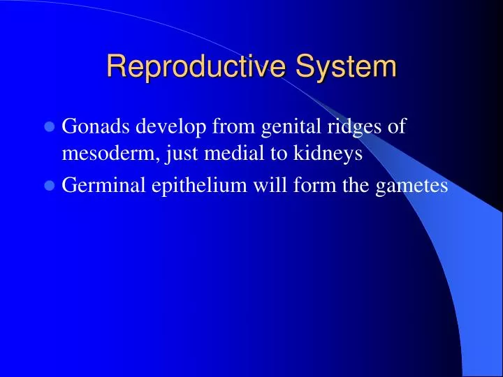 reproductive system