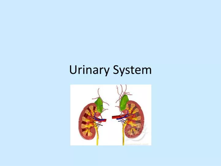 urinary system