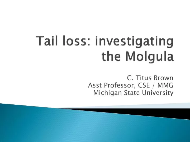 tail loss investigating the molgula