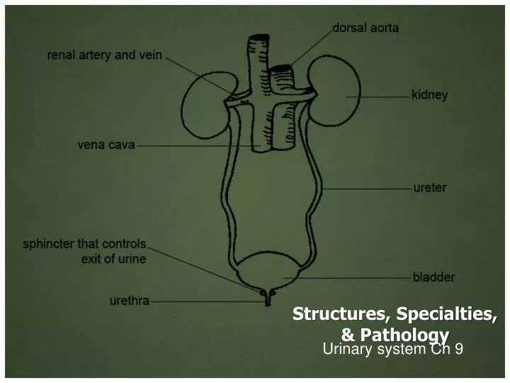 structures specialties pathology