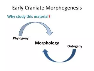 Early Craniate Morphogenesis