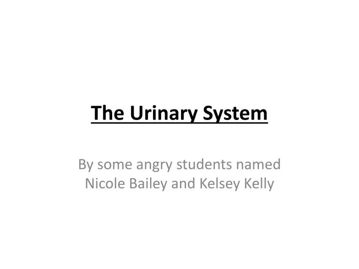 the urinary system