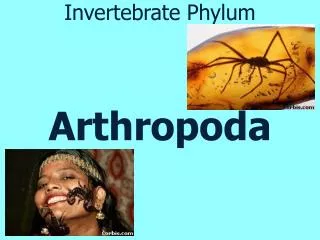Invertebrate Phylum Arthropoda