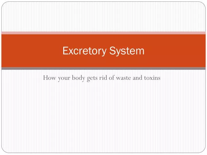 excretory system