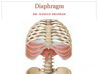 Diaphragm