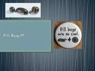 Pill Bugs!!!