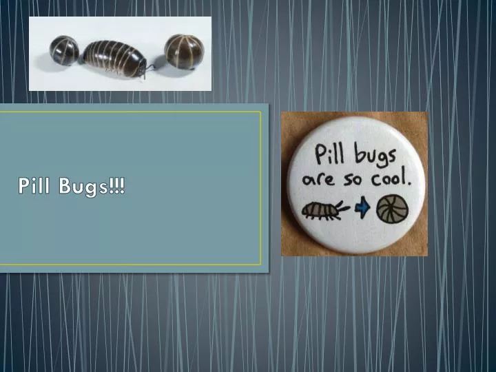 pill bugs
