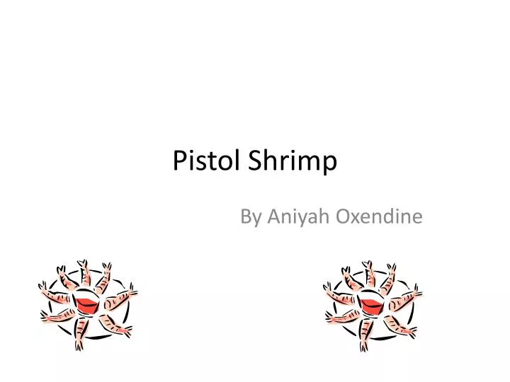 pistol shrimp