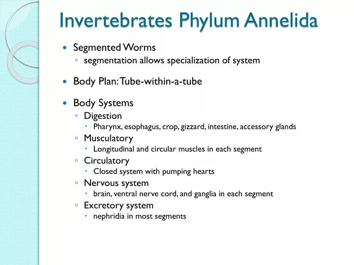 invertebrates phylum annelida