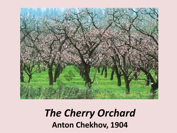 the cherry orchard anton chekhov 1904