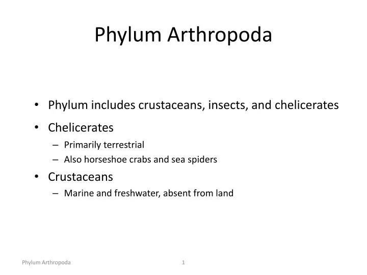 phylum arthropoda