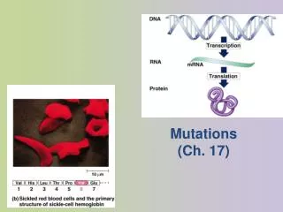 Mutations (Ch. 17)