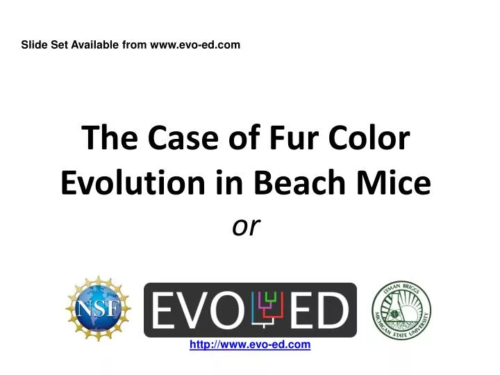 the case of fur color evolution in beach mice or