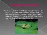 Amazing Anacondas - slide 1