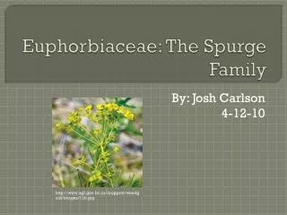 Euphorbiaceae : The Spurge Family