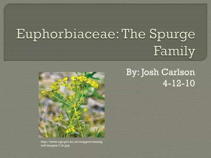 euphorbiaceae the spurge family