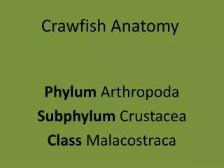 Crawfish Anatomy