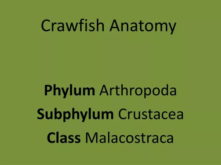 crawfish anatomy