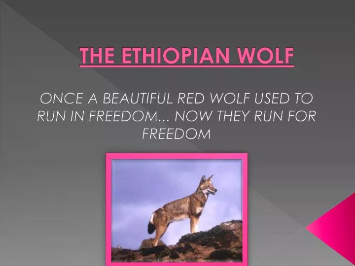 the ethiopian wolf