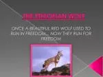 THE ETHIOPIAN WOLF - slide 1