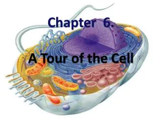 Chapter 6. A Tour of the Cell