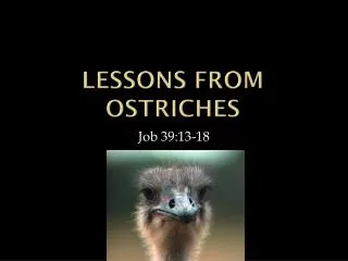 Lessons from Ostriches