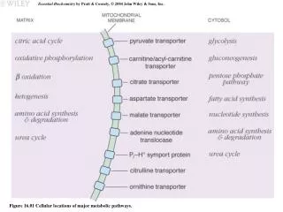 Figure 16.01 Cellular locations of major metabolic pathways.