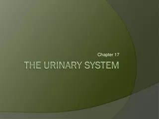 The Urinary system