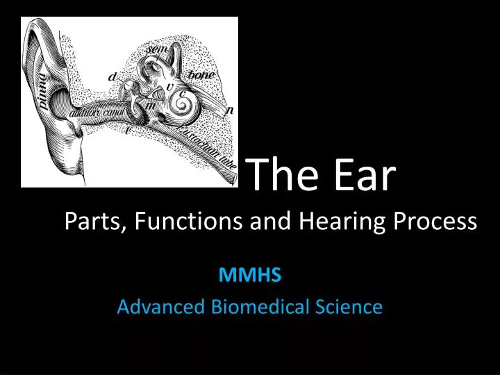 the ear parts functions and hearing process