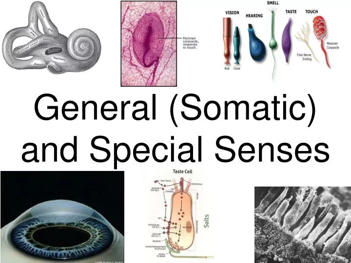 general somatic and special senses