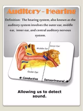 Auditory - Hearing