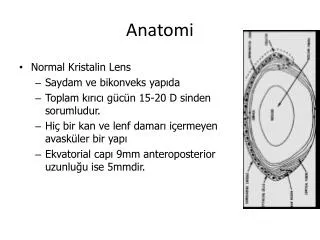 anatomi