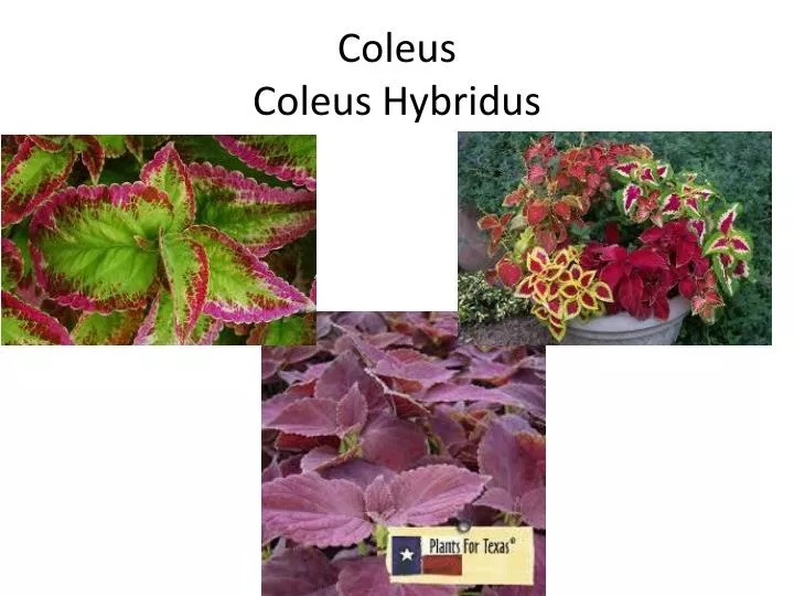 coleus coleus hybridus