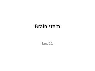 Brain stem