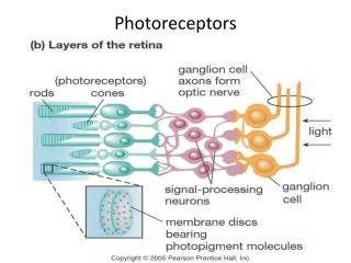photoreceptors