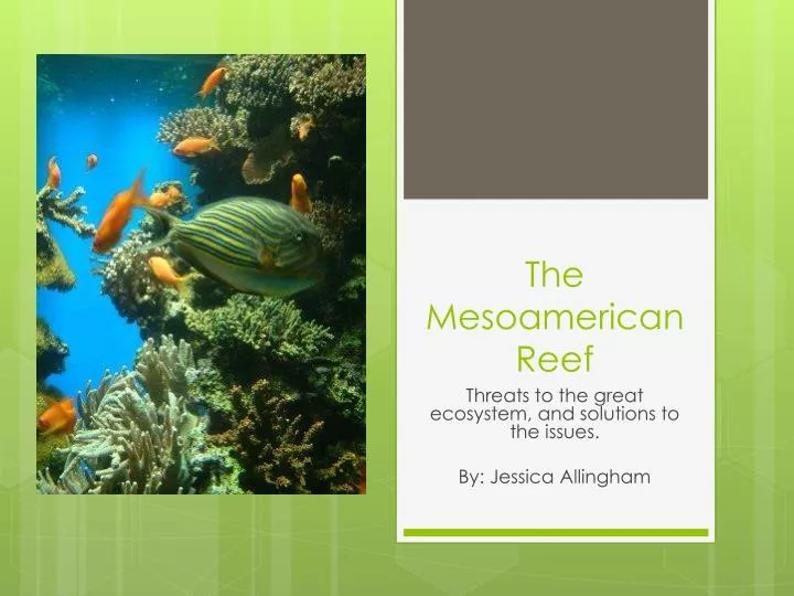 t he mesoamerican reef