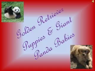 Golden Retriever Puppies &amp; Giant Panda Babies