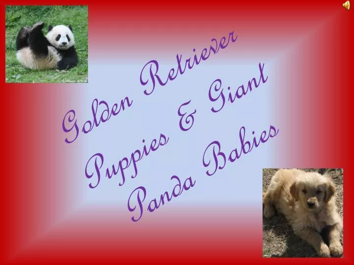 golden retriever puppies giant panda babies
