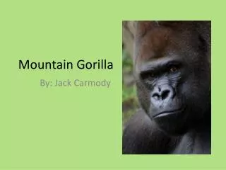 Mountain Gorilla