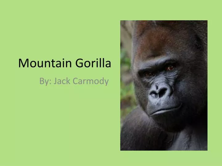 mountain gorilla