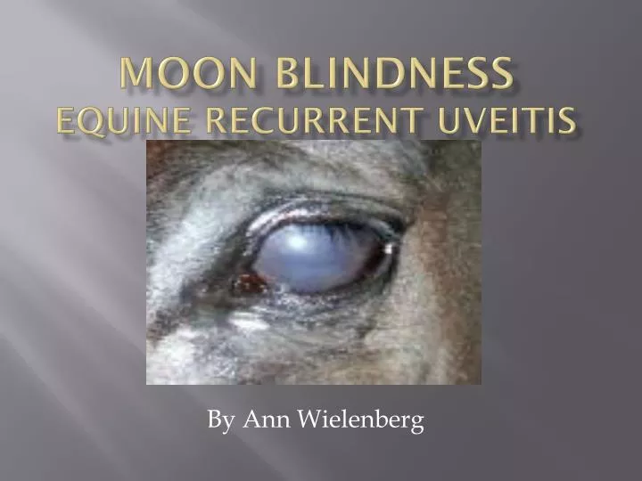 moon blindness equine recurrent uveitis
