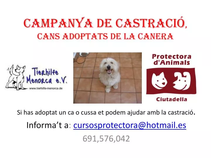 campanya de castraci cans adoptats de la canera