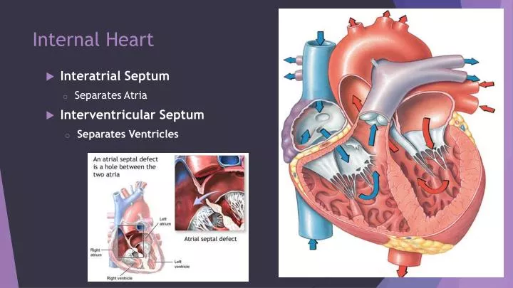 internal heart