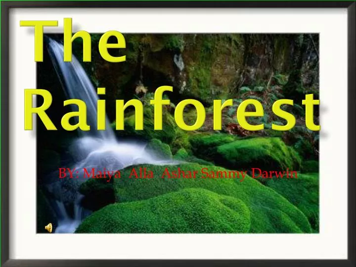 the rainforest