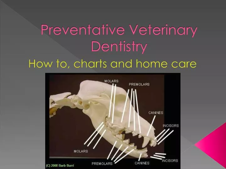 preventative veterinary dentistry